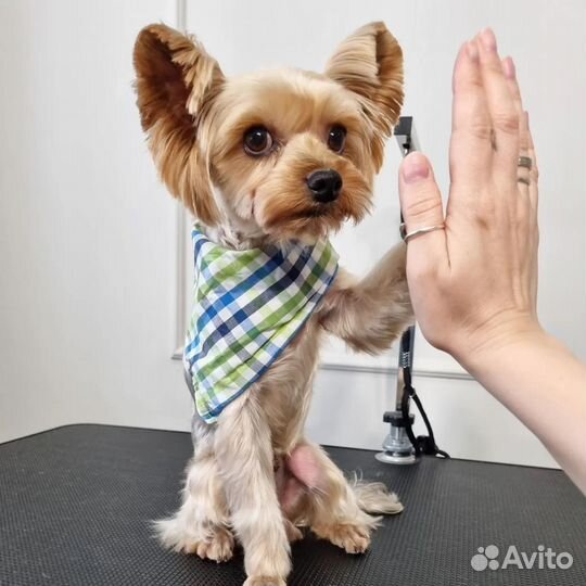 Стрижка собак и кошек