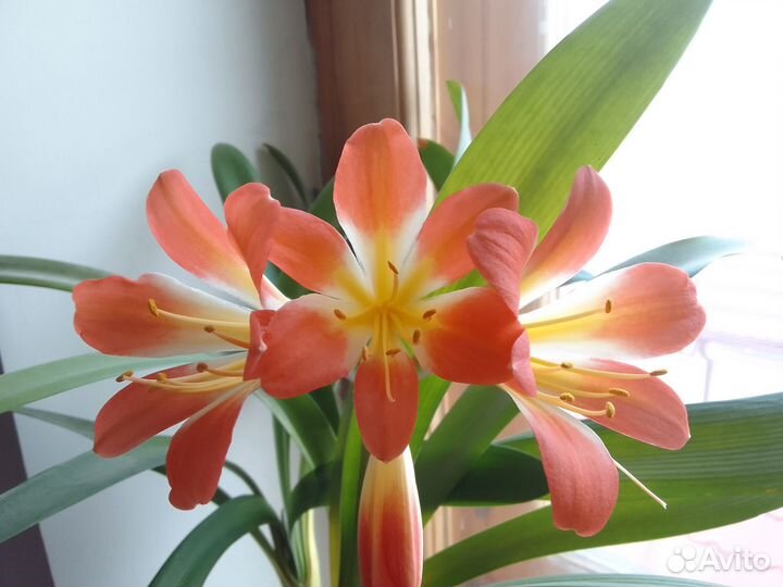 Комнатные цветы Кливия большая цветет