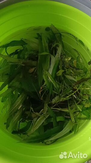 Аквариумные растения прополка