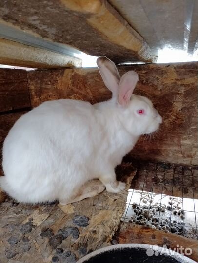 Крольчиха
