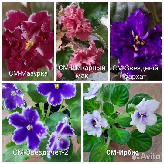 Фиалки (детки, стартеры)