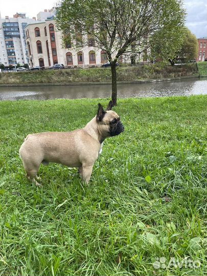 Французский бульдог для сьемок и фотосессий