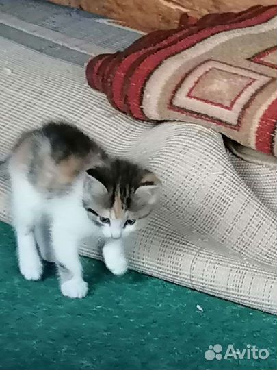 Кошка в дар бесплатно