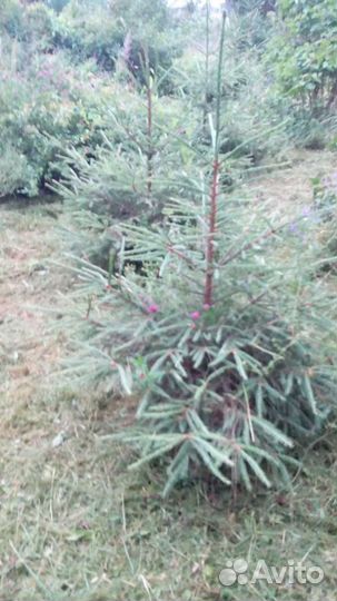 Ель живая местная от 2м