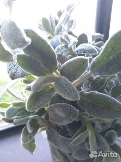 Многолетники