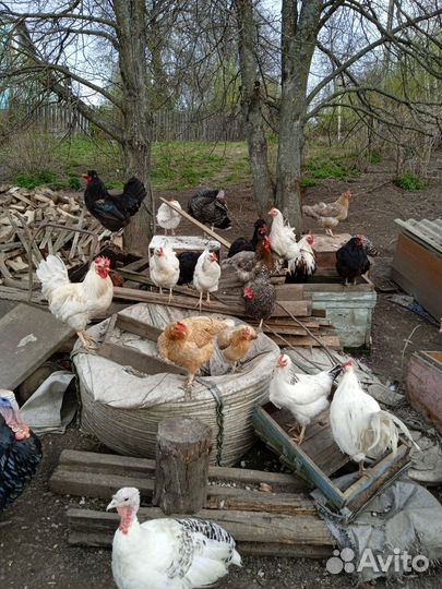 Домашние куриные яйца