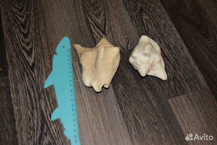 Морские раковины - 2шт