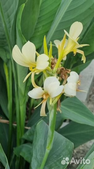 Семена Канны сортовые/разные расцветки