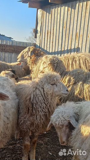 Продам барана