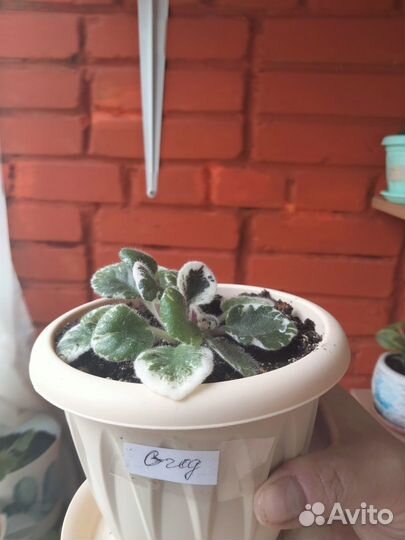 Продам сортовые фиалки