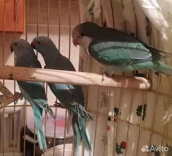 Попугай корелла и др