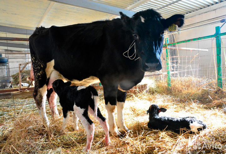 Искусственное осеменение коров