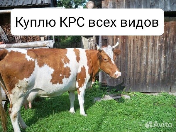 Коровы, бычки, телята, мелкий рогатый скот