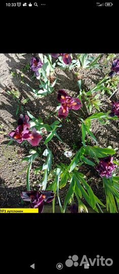 Карликовые ирисы