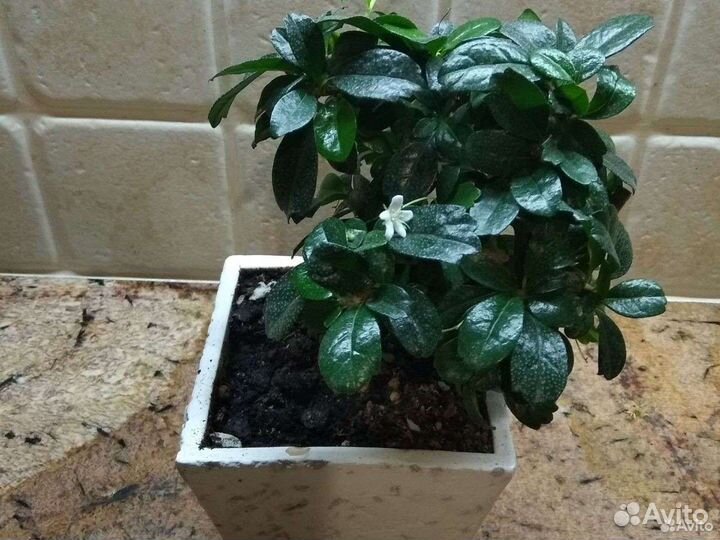 Кармона, чайное дерево