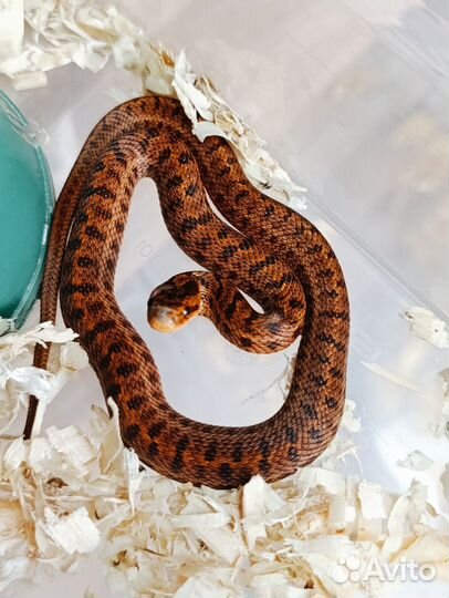 Узорчатый полоз