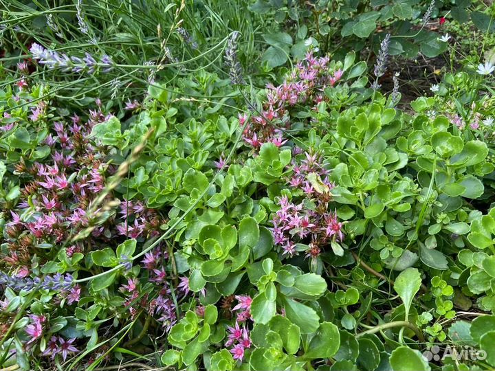 Очиток почвопокровный, 2х видов
