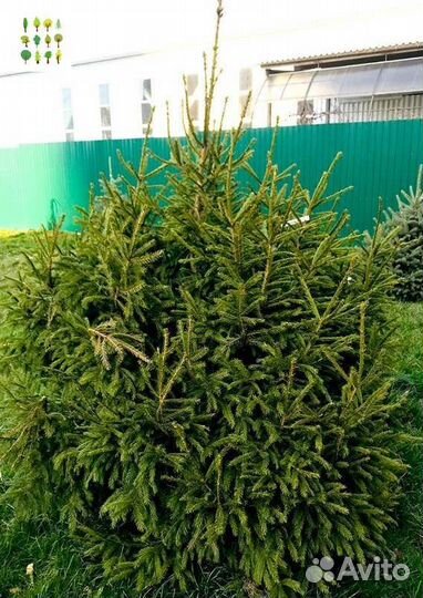 Крупномеры ели