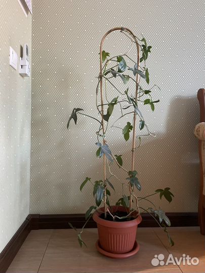 Комнатные цветы филодендрон