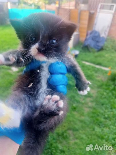 Котята отдам бесплатно