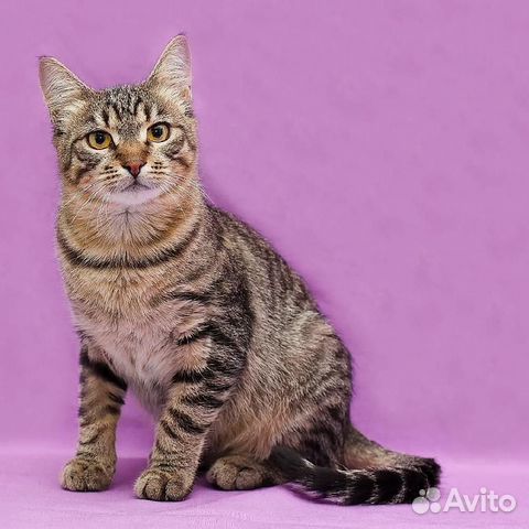 Кот Тишка в добрые ручки