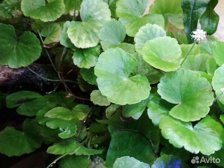 Аквариумные растения