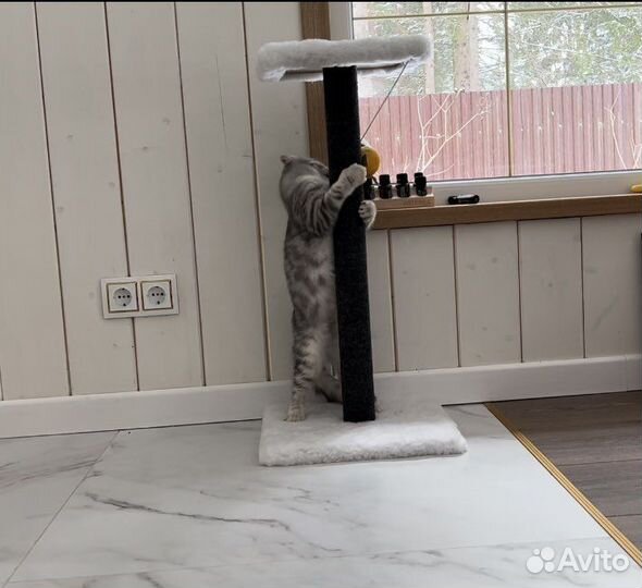 Когтедралка