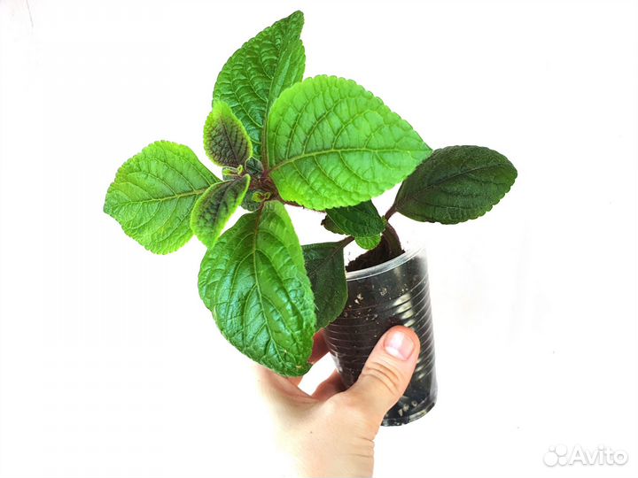 Традесканция нанук плектрантус секретазия