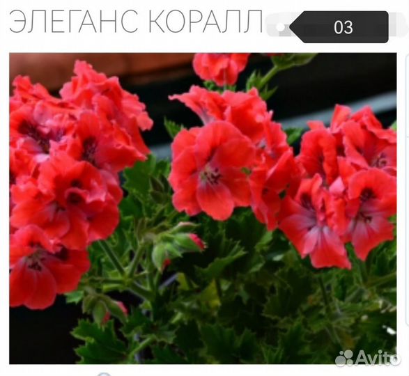 Королевская пеларгония(герань)