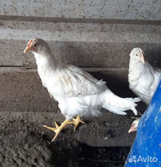 Петухи и несушки