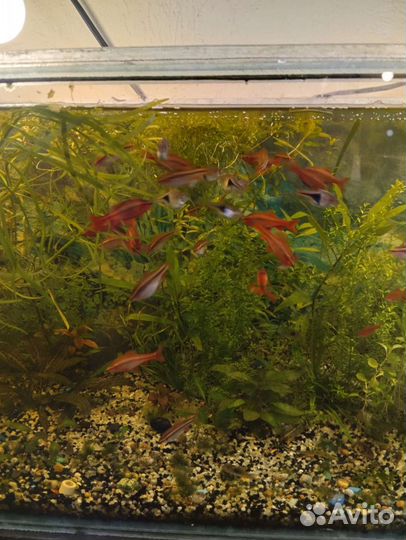 Растения, рыбки