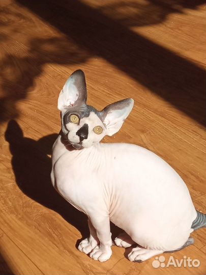 Канадский сфинкс