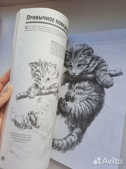 Основы Рисования и Основы живописи и рисования