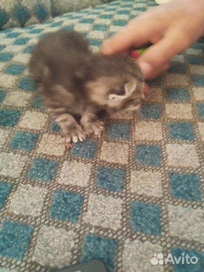 Шотландские вислоухие котята бесплатно