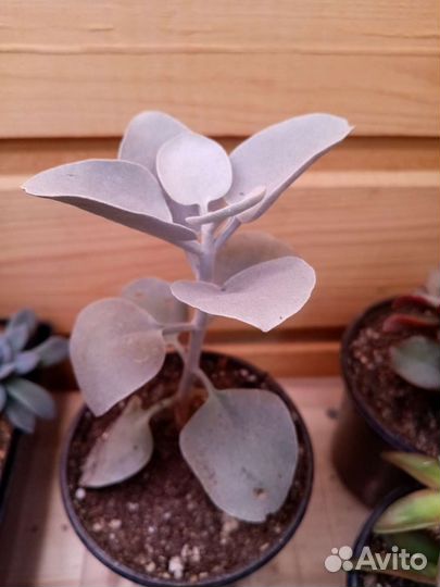 Суккуленты