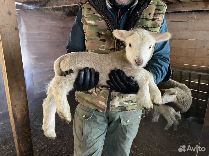 Козел для вязки, козы на мясо