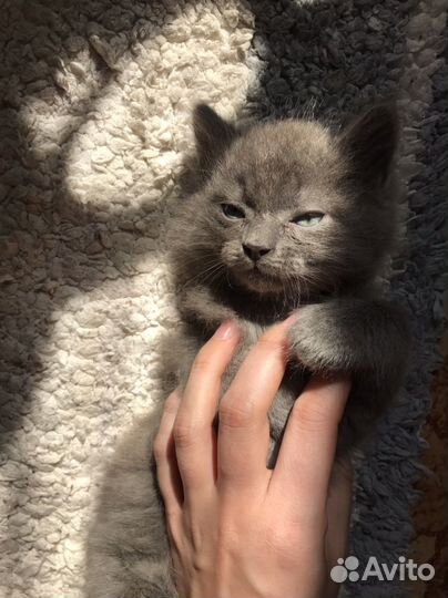 Котята бесплатно в добрые руки