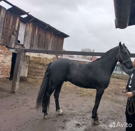 Жеребец орловский рысак