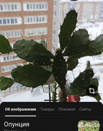 Кактусы алоэ разные