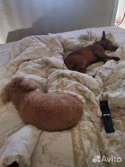 Передержка животных, выгул Пероово