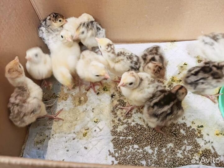 Индюшата породы северокавказкая