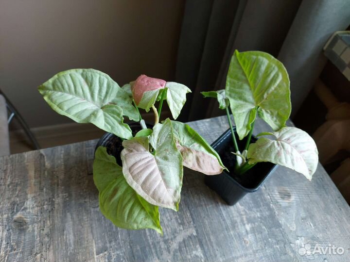 Сингониум милк конфети