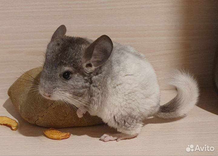 Шиншилленок мальчик белый эбони средний 3 мес
