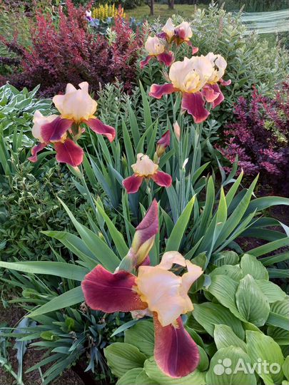 Садовые цветы и кустарники