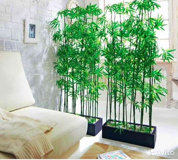 Бамбук живая изгородь корни