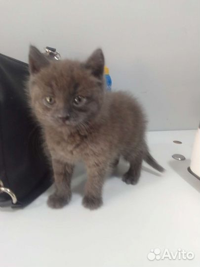 Котенок, мальчик