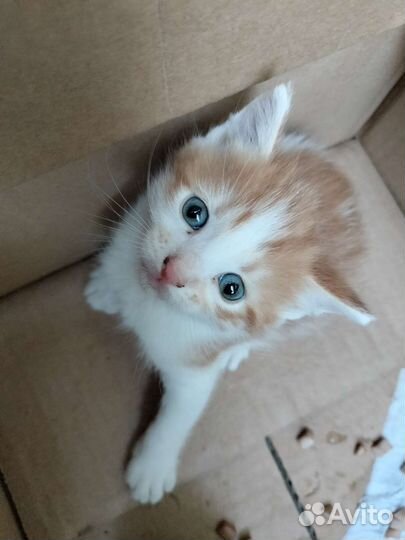 Котята в добрые руки бесплатно