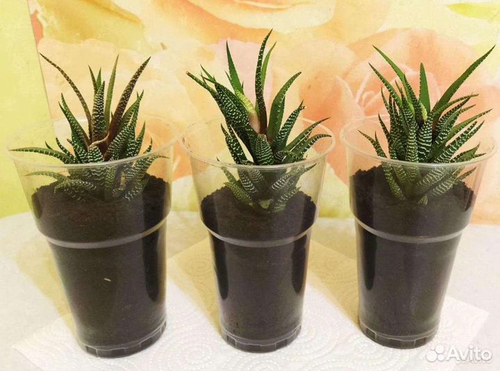 Суккуленты, хавортия полосатая Биг Бенд