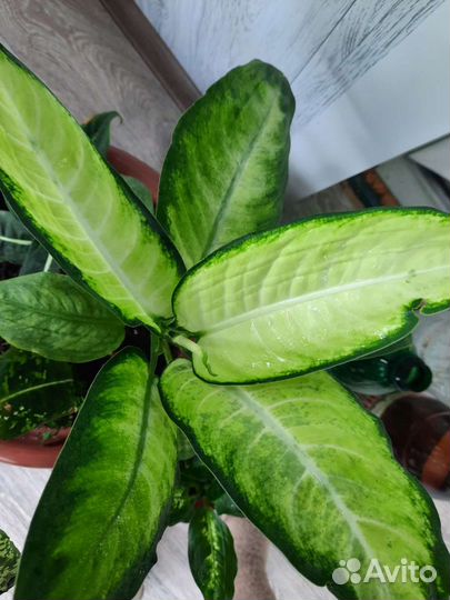 Диффенбахия,шефлера,хатиора,гинура,фикус