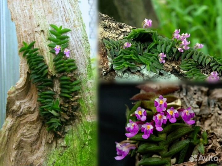 Мини орхидея Schoenorchis scolopendria